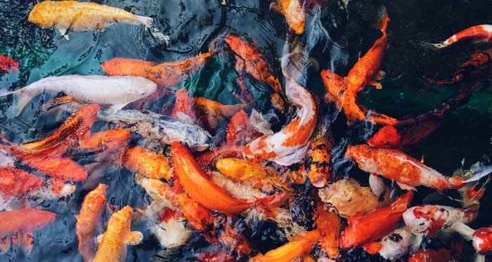 fish-pond1